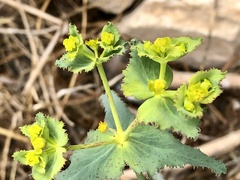 Euphorbia serrata