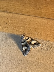 Drasteria pallescens