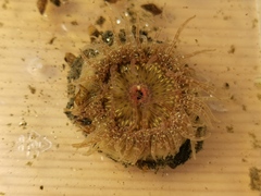 Actiniidae
