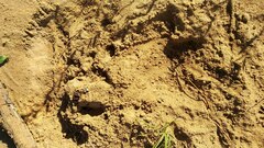 Nyctereutes procyonoides