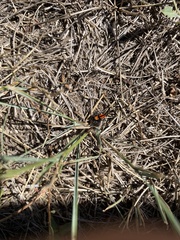 Phidippus apacheanus