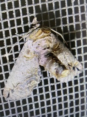 Paectes abrostoloides