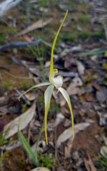Caladenia fulva