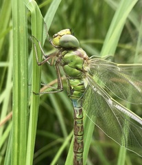 Aeshna viridis