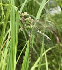 Aeshna viridis