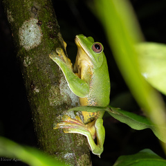 Rhacophorus malabaricus