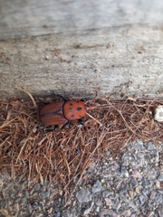 Rhynchophorus ferrugineus