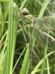 Aeshna viridis