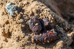 Nyctereutes procyonoides