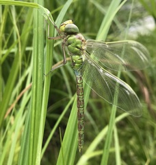 Aeshna viridis