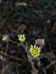 Andryala integrifolia