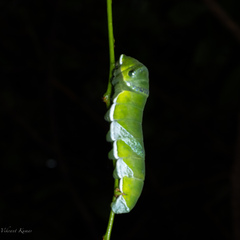 Papilio polymnestor