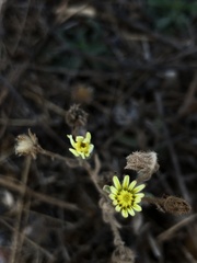 Andryala integrifolia
