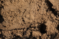 Nyctereutes procyonoides