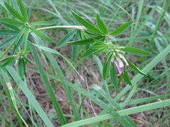 Trifolium lupinaster