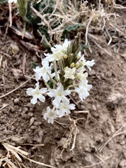 Glandularia platensis