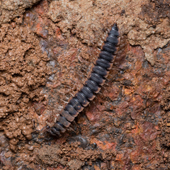 Asiomorpha coarctata