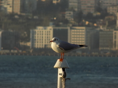 Chroicocephalus ridibundus