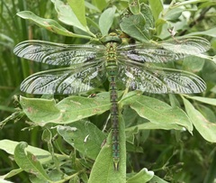 Aeshna viridis