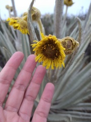Espeletia grandiflora