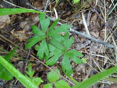 Anemonoides sylvestris