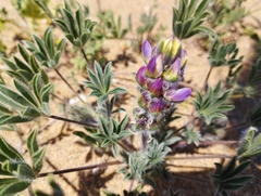 Lupinus microcarpus