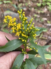 Solidago