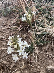 Glandularia platensis
