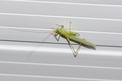 Anaulacomerina