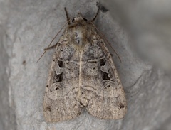 Xestia normanianus