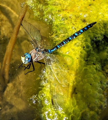 Variable Darner photographed in North Dakota
