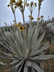 Espeletia grandiflora