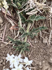 Glandularia platensis