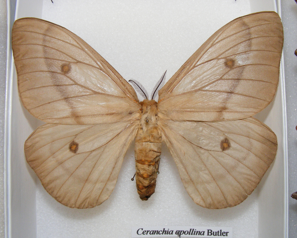 Ghostly silkmoth (Ceranchia apollina) · iNaturalist