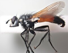 Cylindromyia brassicaria