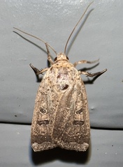 Abagrotis alternata