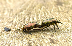 Protaetia brevitarsis