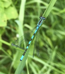 Coenagrion hastulatum