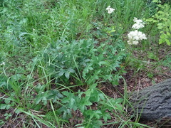 Filipendula stepposa