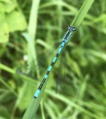 Coenagrion hastulatum