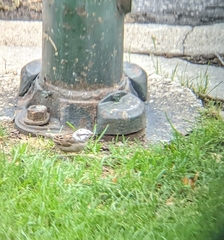 Passer domesticus domesticus