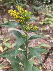 Solidago