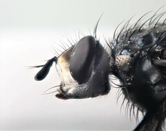 Cylindromyia brassicaria