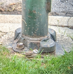 Passer domesticus domesticus