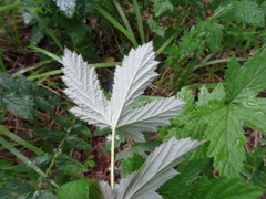 Filipendula stepposa