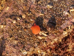 Argopecten irradians