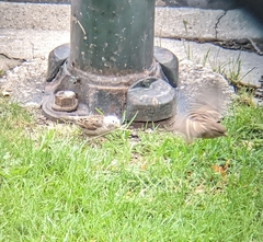 Passer domesticus domesticus