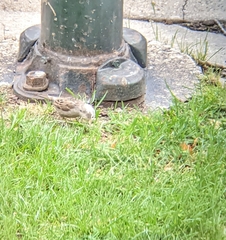 Passer domesticus domesticus