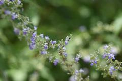 Vitex