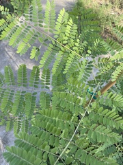 Erythrostemon gilliesii